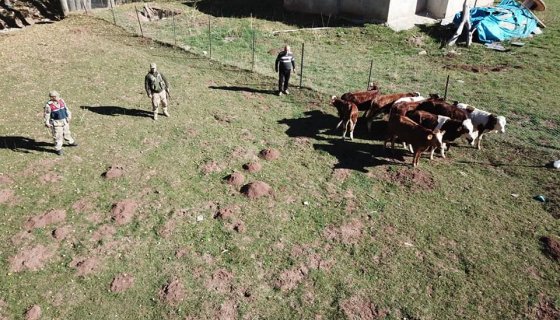 Jandarma Ekipleri, Kayıp Hayvanları Drone İle Buldu 