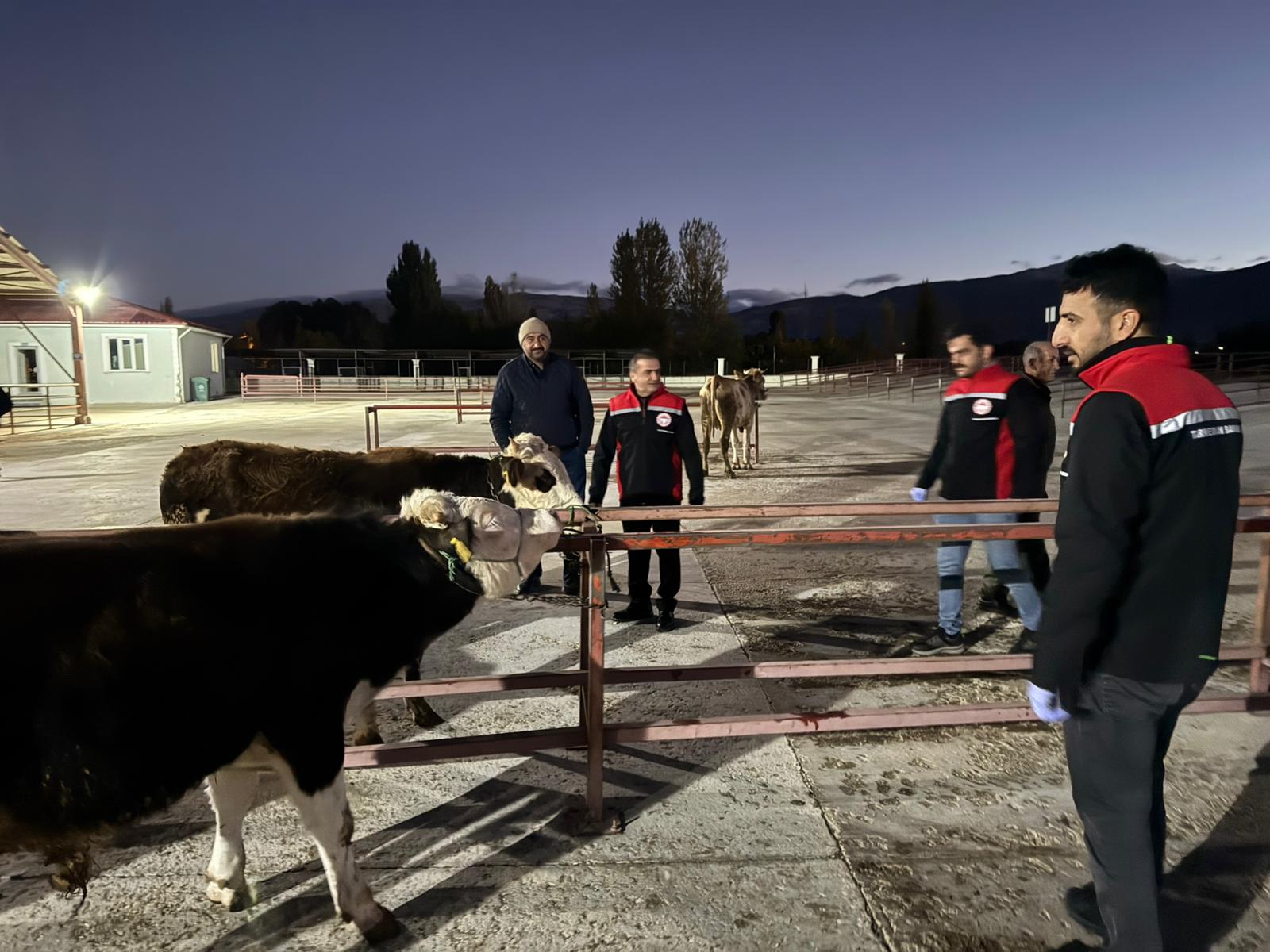Canlı Hayvan Pazarı açıldı