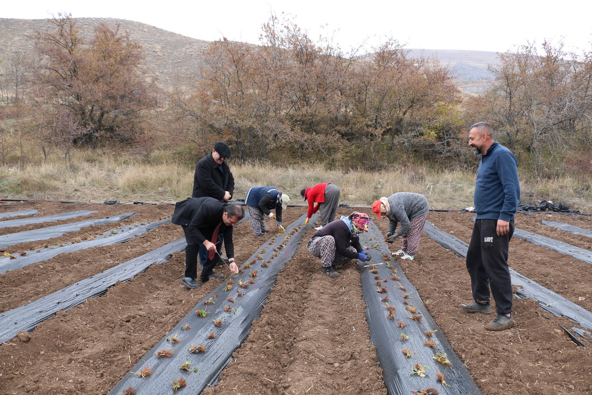 Tatlısu Köyü, Çileğin Merkezi Olacak