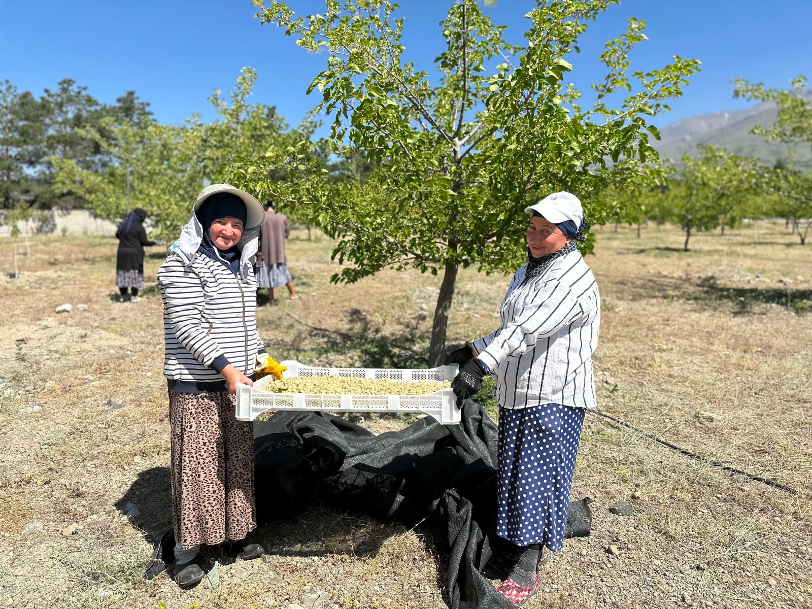 Erzincan dut hasadına başladı