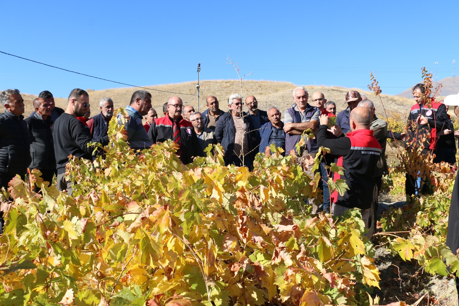 Üzüm bağlarında sonbahar eğitimleri başladı