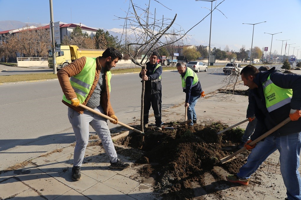 Ağaçlandırma Çalışmaları Devam Ediyor