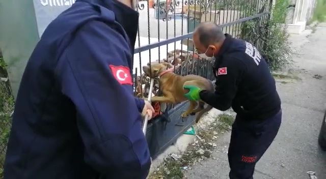 Demir Kapıya Sıkışan Köpeği İtfaiye Kurtardı 