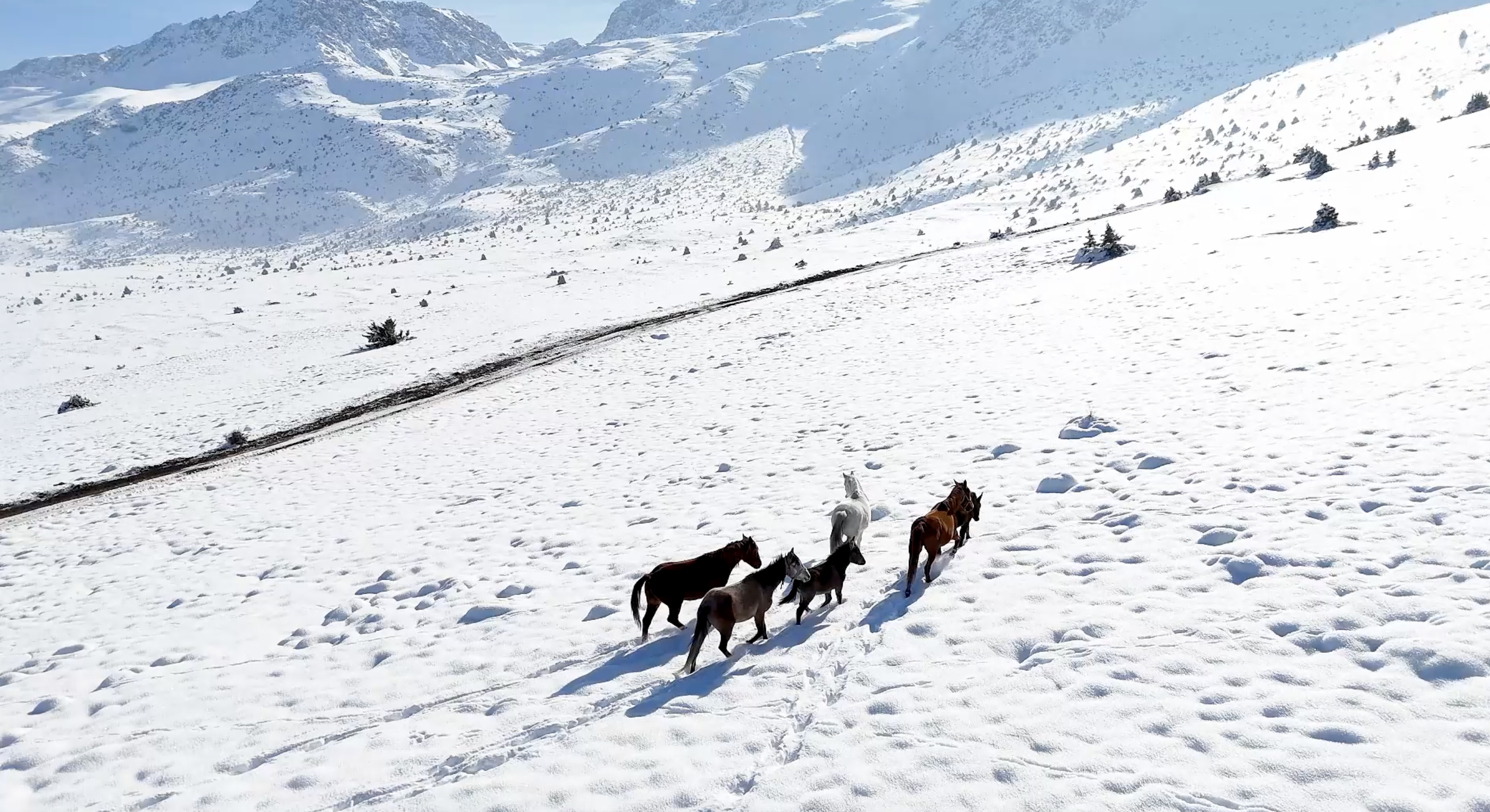 Yılkı atları dron ile görüntülendi