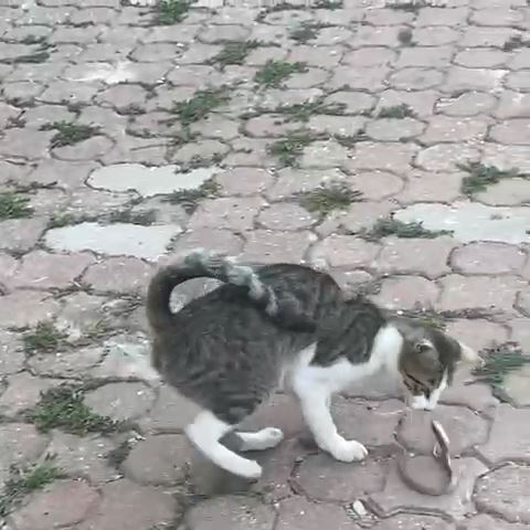 Kedi İle Yılanın Kavgası Kamerada