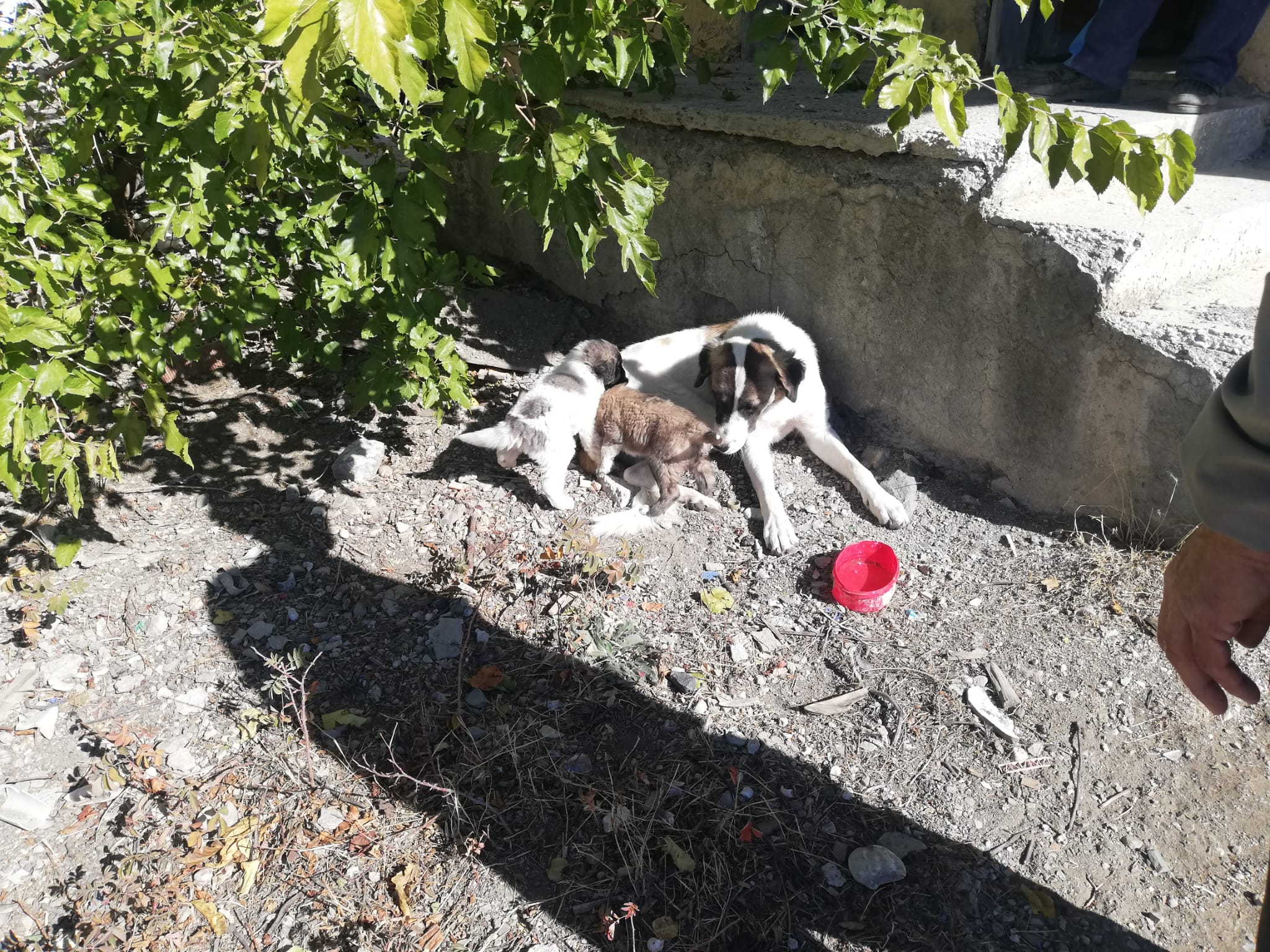 Kuyuya Düşen Yavru Köpekleri İtfaiye Kurtardı