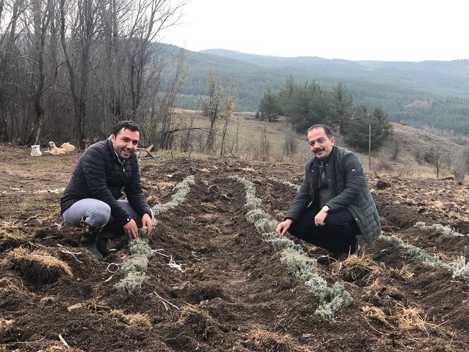 Refahiye’de Bal Verimini ve Kalitesini Artırmak İçin Lavanta Bitkisi Projesi