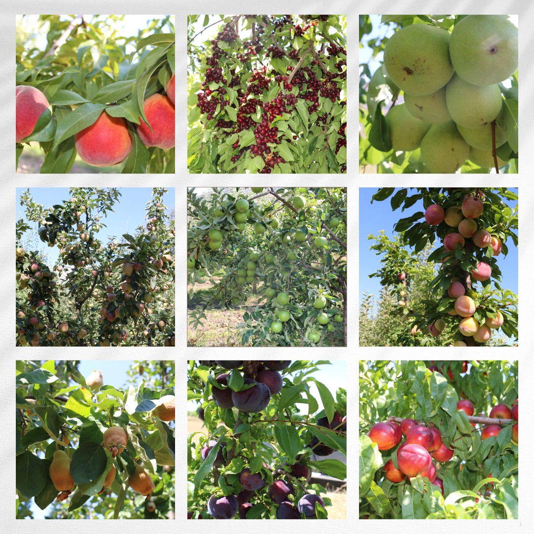 Erzincan Ovası’na Bereket Yağıyor…