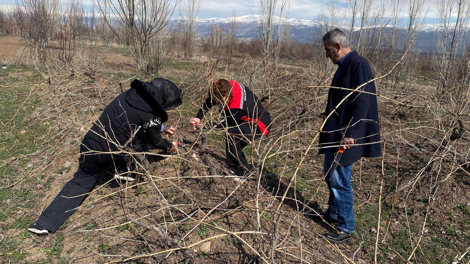 Bağlarda kış Budaması