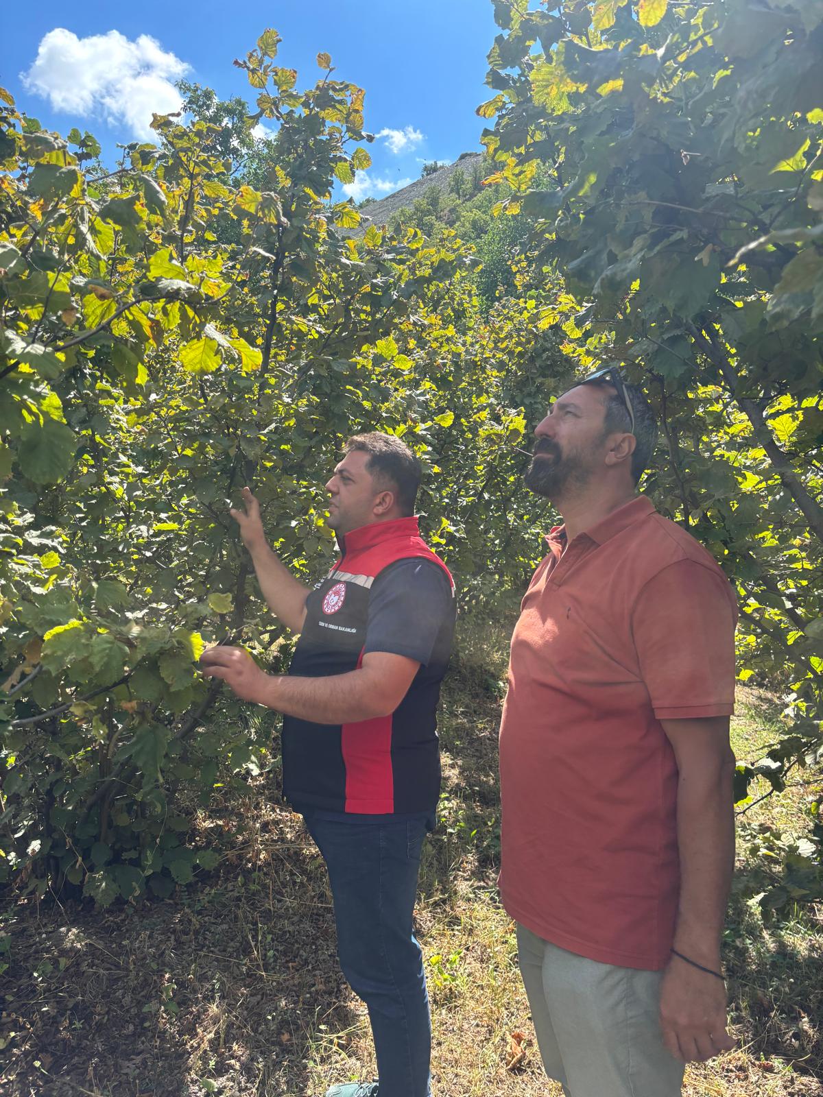 Erzincan’da fındık da yelpazedeki yerini alıyor