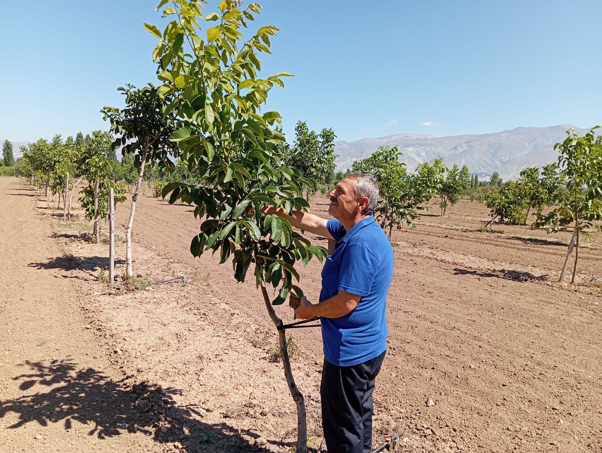 Erzincan'da Ceviz Yetiştiriciliği Artıyor