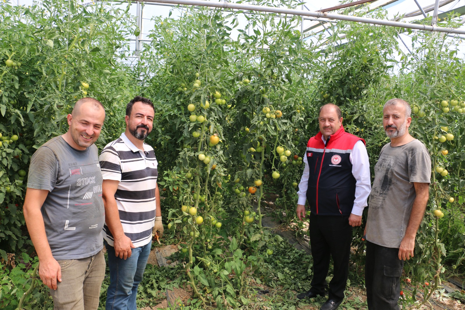 Erzincan, Domates ve Salatalıkta Bölgeyi Besliyor