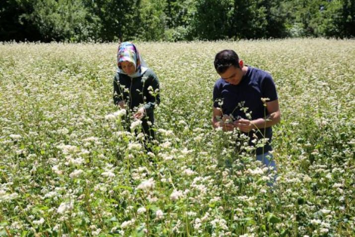 Doğu Anadolu'da İlk Kez Erzincan’da Yetiştirildi