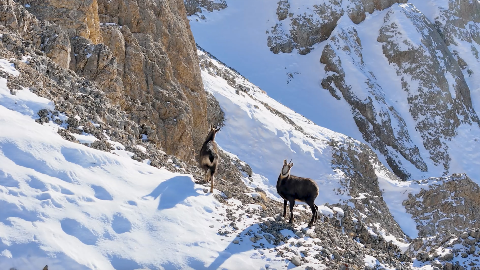 Şamua sürüsü dron ile görüntülendi