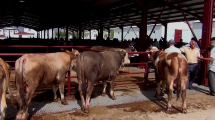 Erzincan’da Kurbanlıklar Görücüye Çıktı