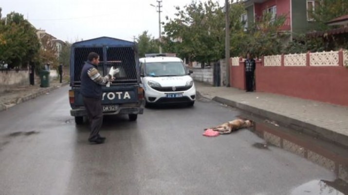 Çocuklara Saldıran Köpekleri Tüfekle Vurdu