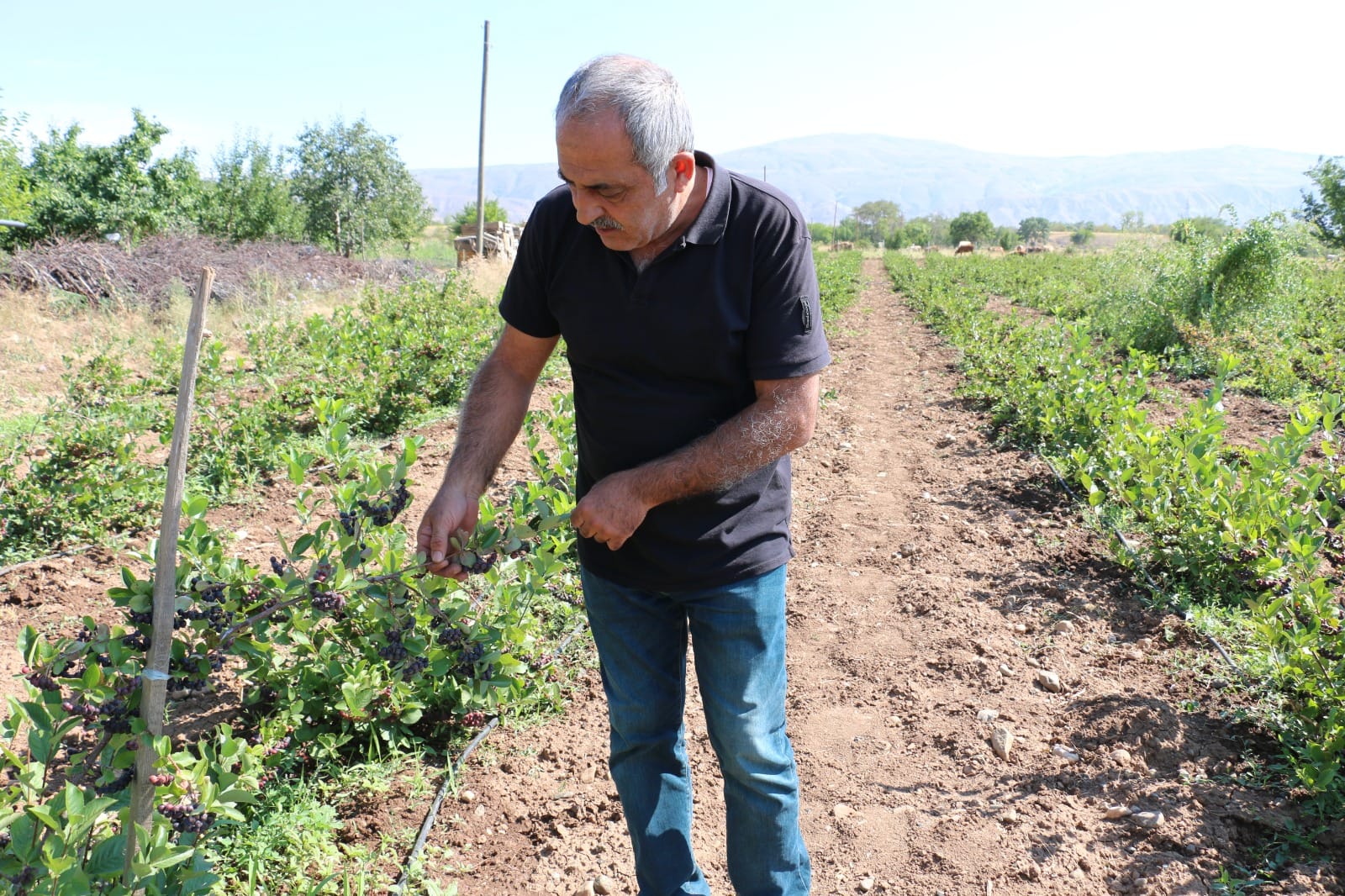 Süper Meyvede Hasat Zamanı