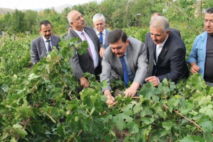 Üzümlü’de Bağ Bozumu